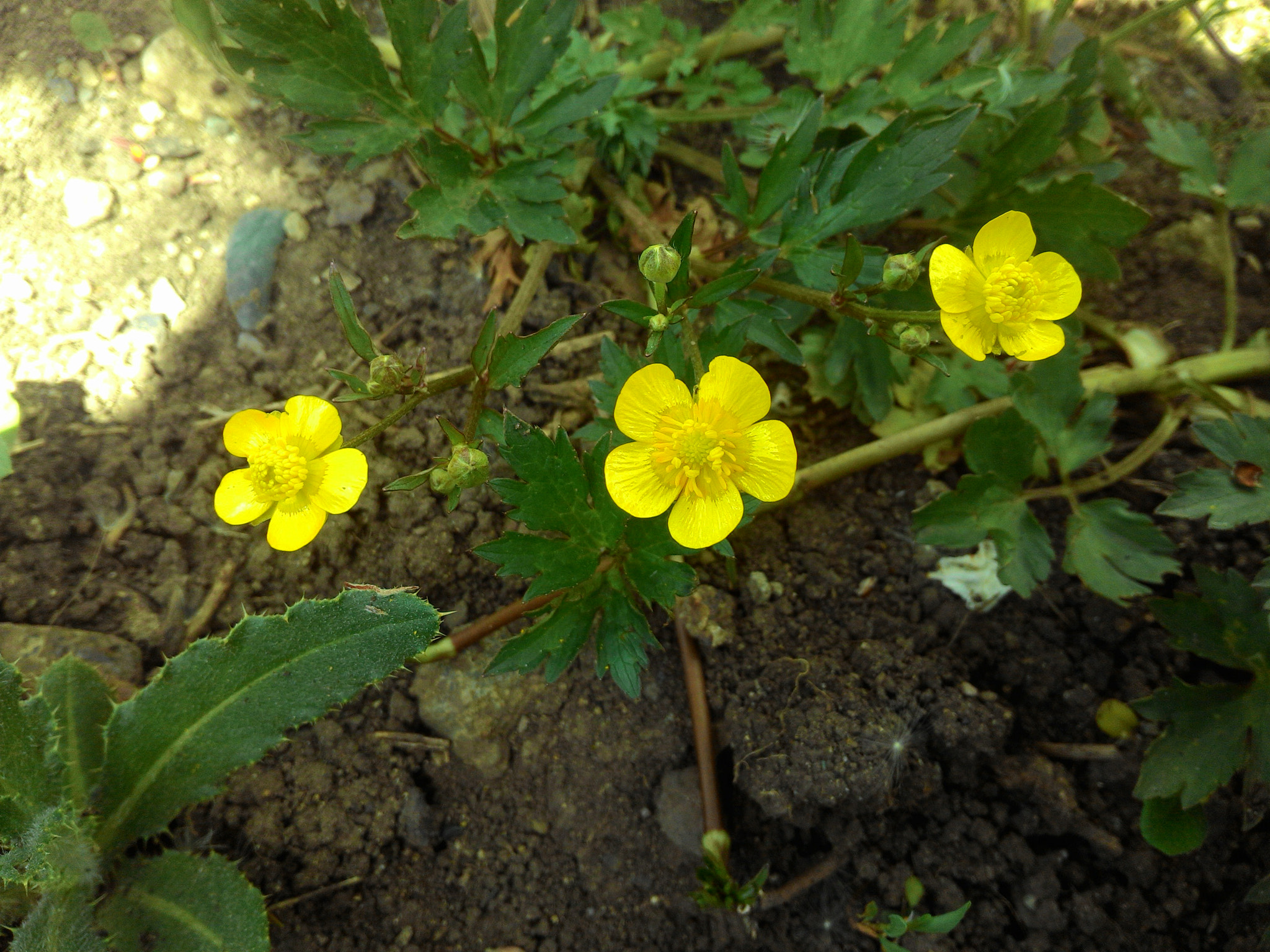 ASUS Z002 sample photo. Buttercup trio) photography