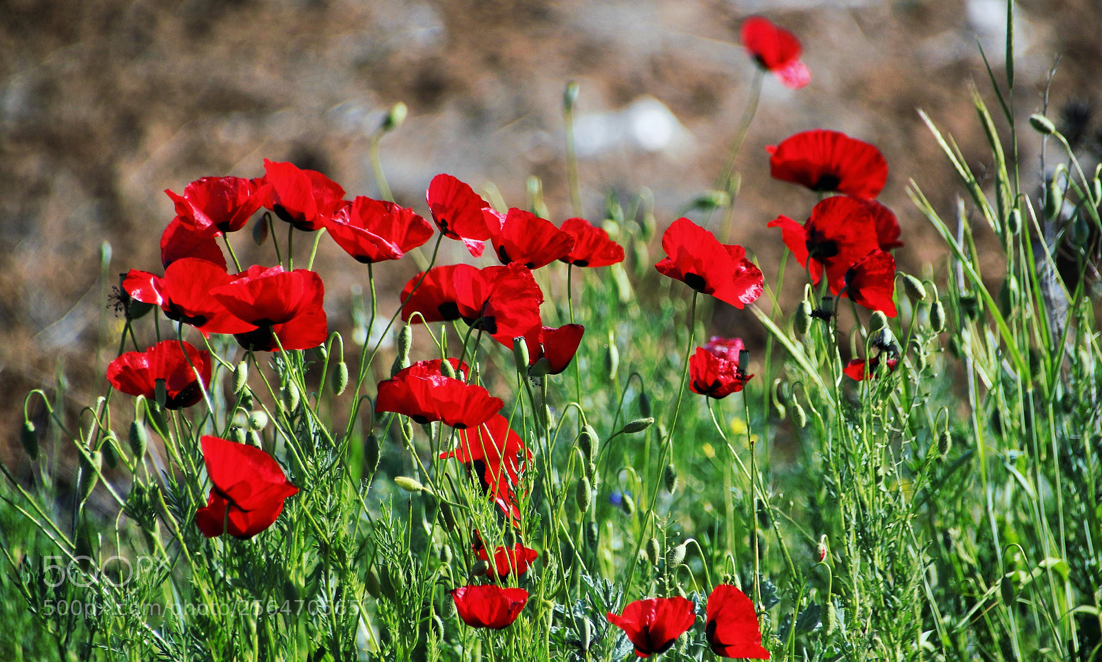Canon EOS 100D (EOS Rebel SL1 / EOS Kiss X7) sample photo. Red ..... photography