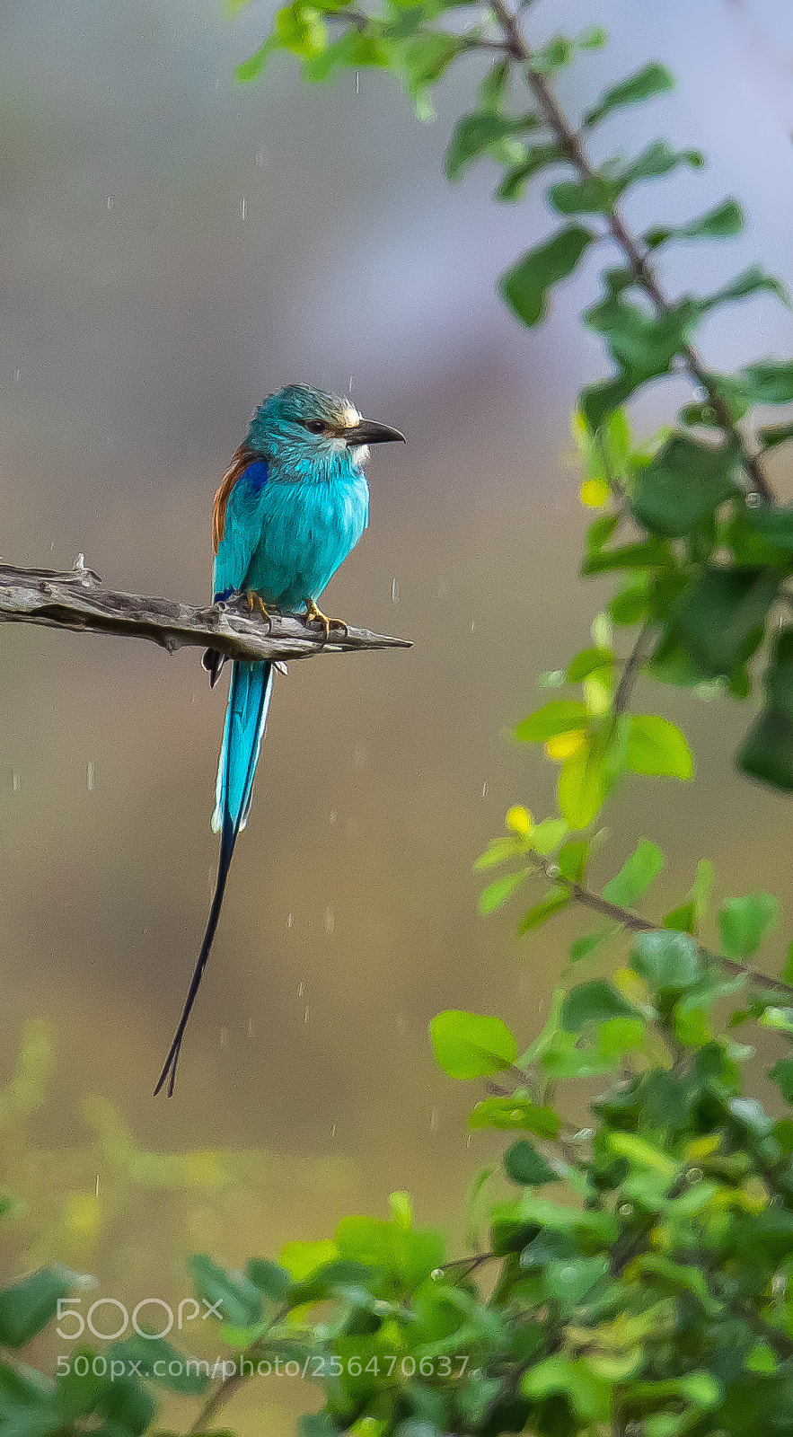 Canon EOS 7D Mark II sample photo. Abyssinian roller - الشقراق الحبشي photography