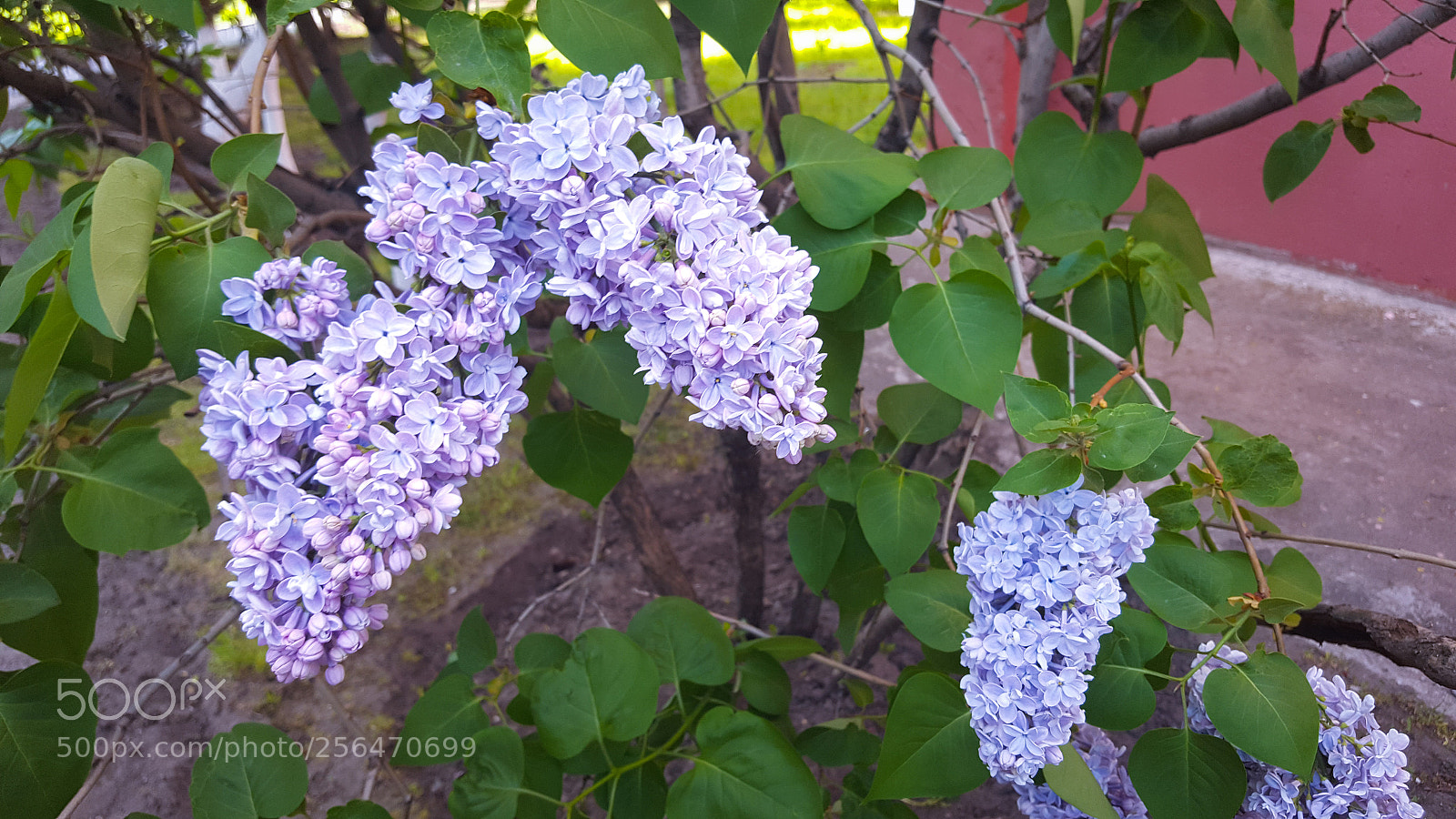 Samsung GALAXY S6 edge sample photo. Garden photography