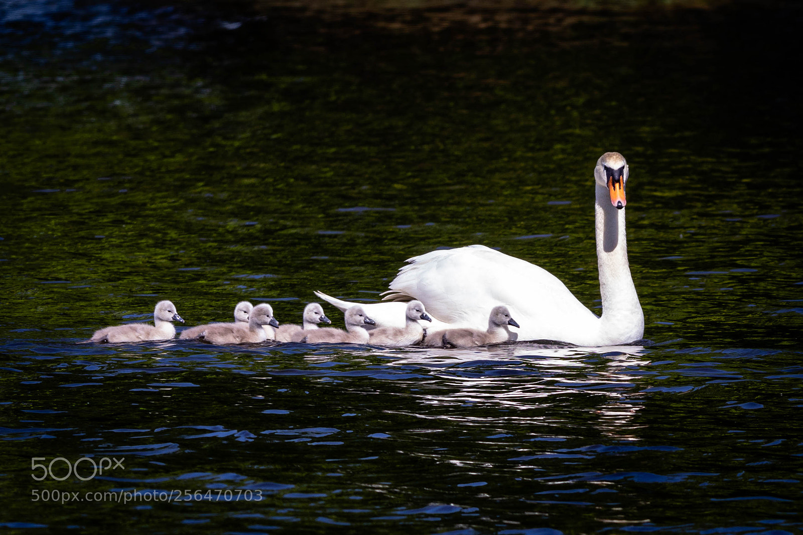 Canon EOS 77D (EOS 9000D / EOS 770D) sample photo. Swans photography