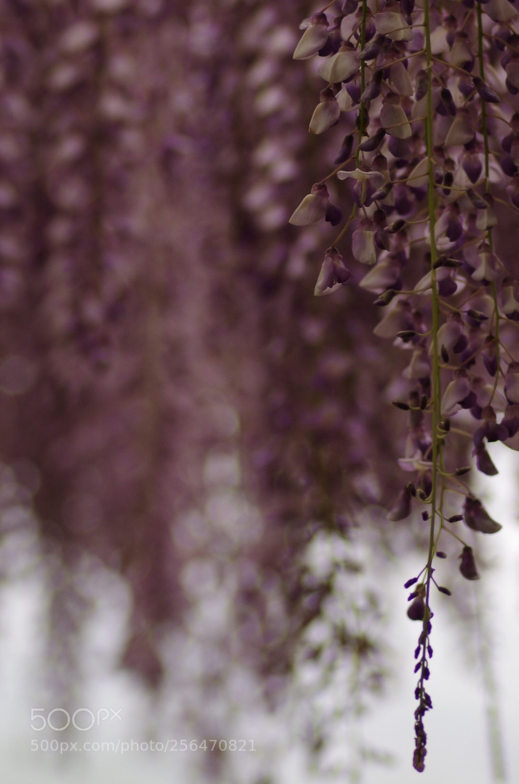Pentax K-50 sample photo. 藤 
windy day photography