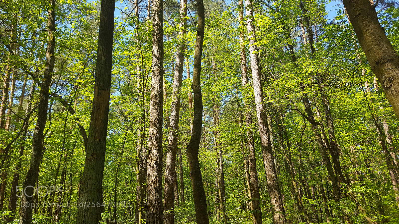 Samsung GALAXY S6 edge sample photo. Trees photography