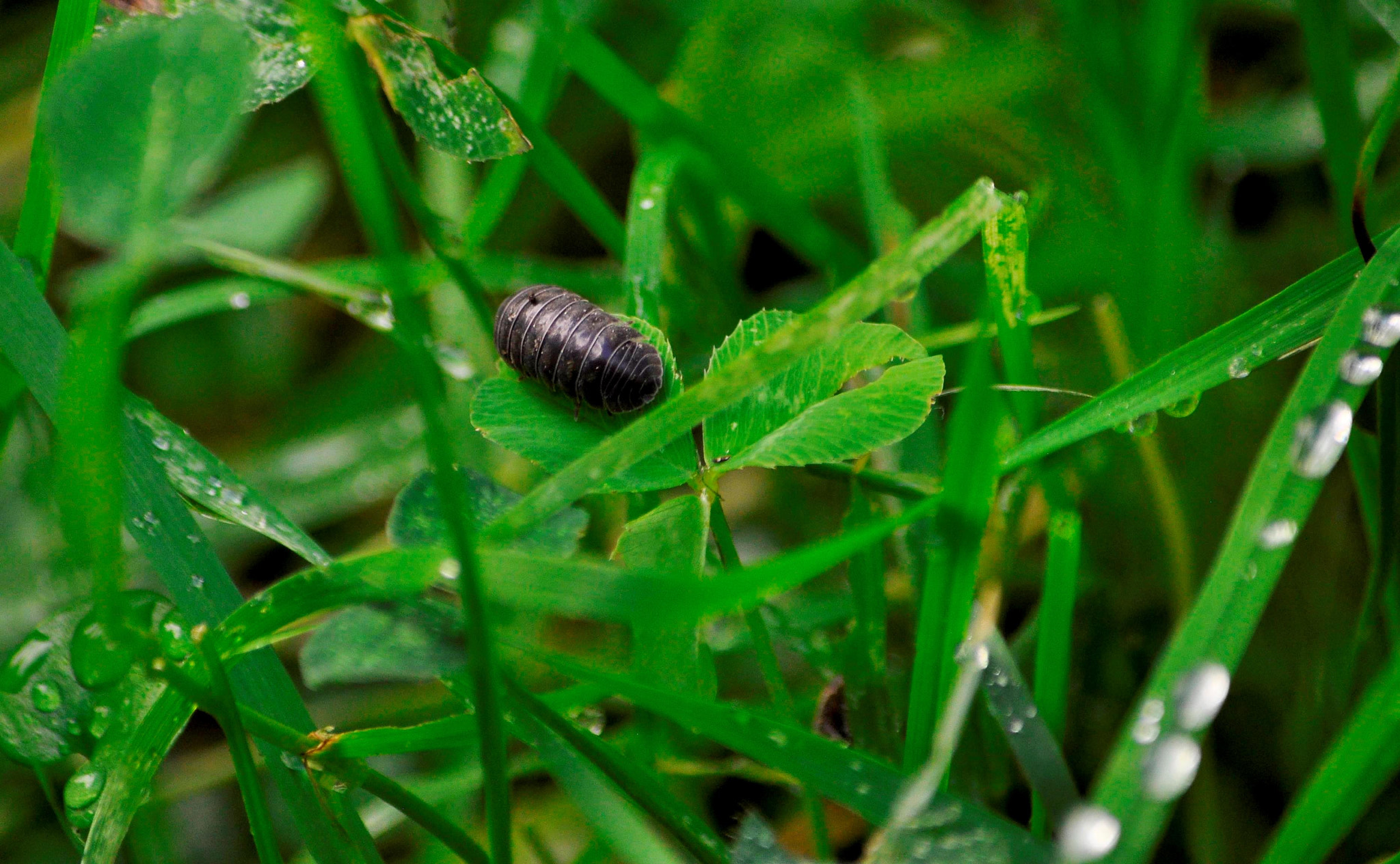 Nikon D90 sample photo. Ball bug photography