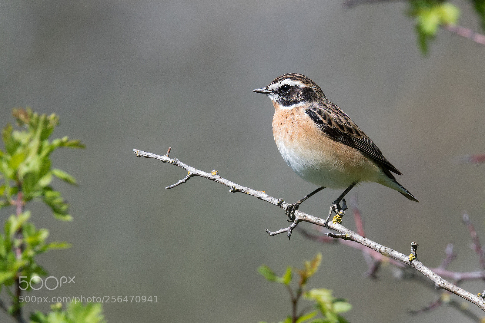Nikon D500 sample photo. Saxicola rubetra photography