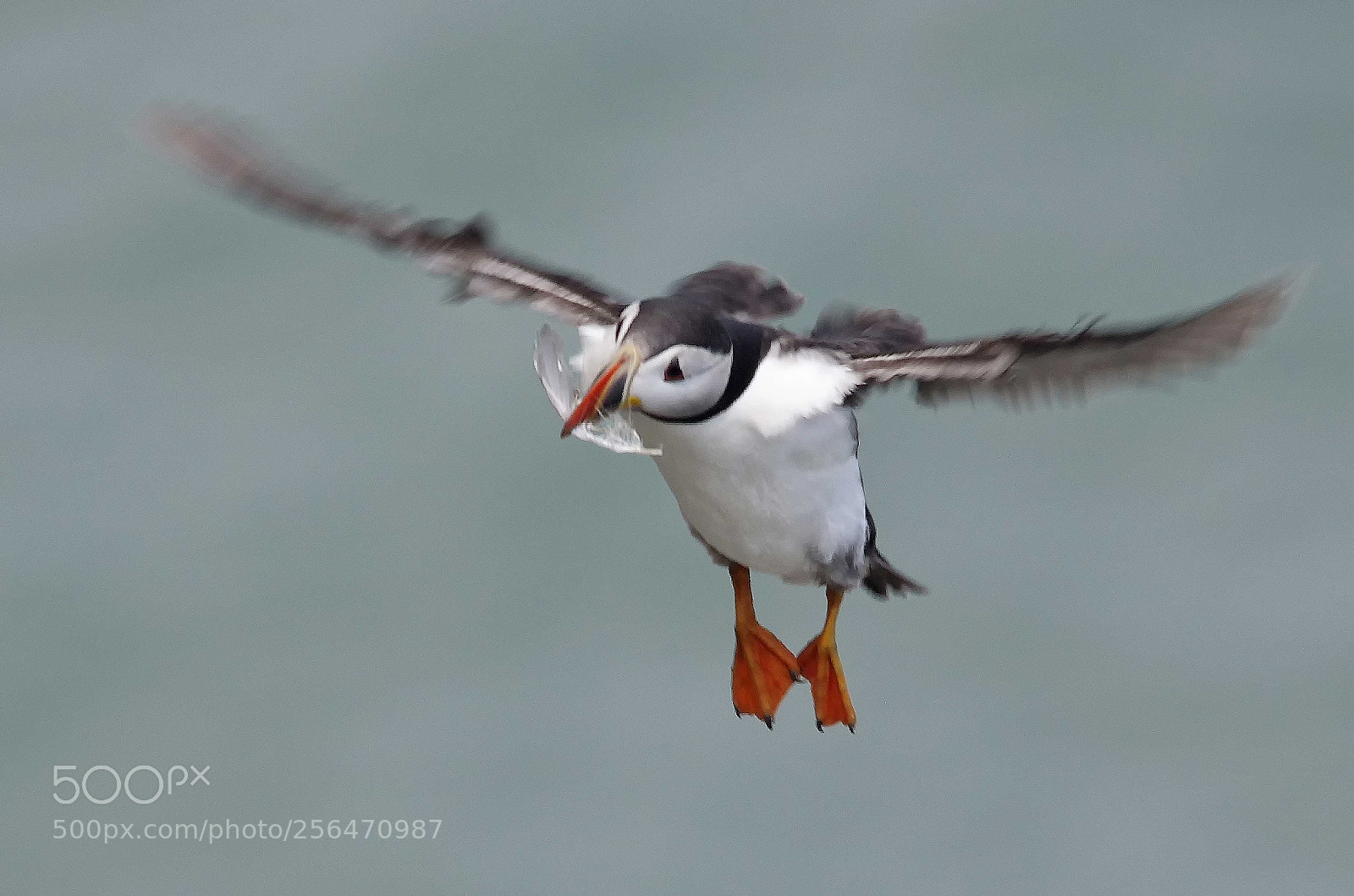 Pentax K-5 sample photo. Nest building photography