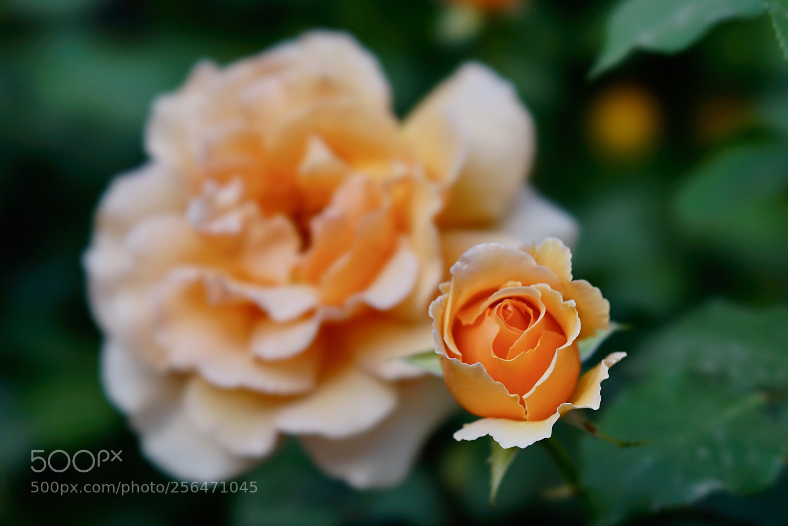 Sony a7 II sample photo. 大小虛實之間 photography