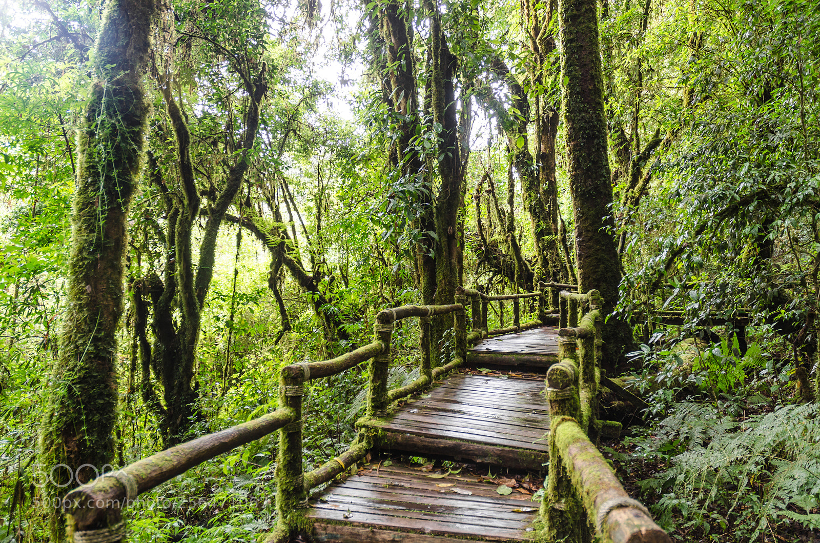 Nikon D5100 sample photo. Doi inthanon chiangmai thailand photography
