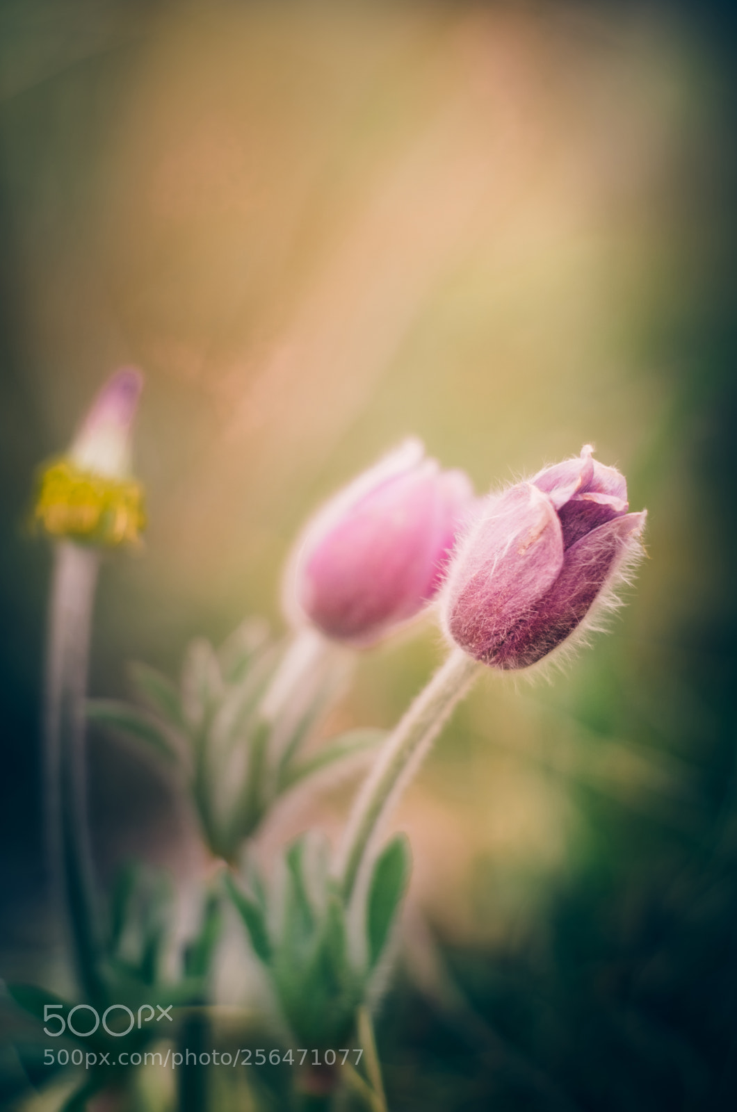 Nikon D7000 sample photo. Flowers photography