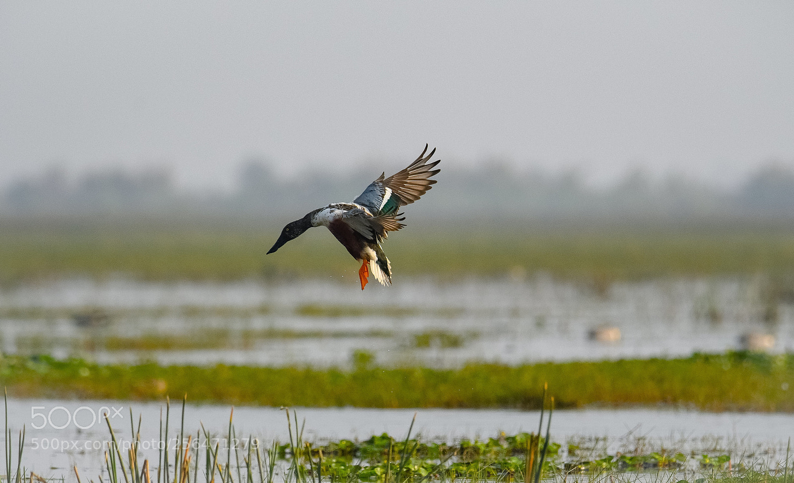Nikon D500 sample photo. Northern shoveler at manglajodi  photography