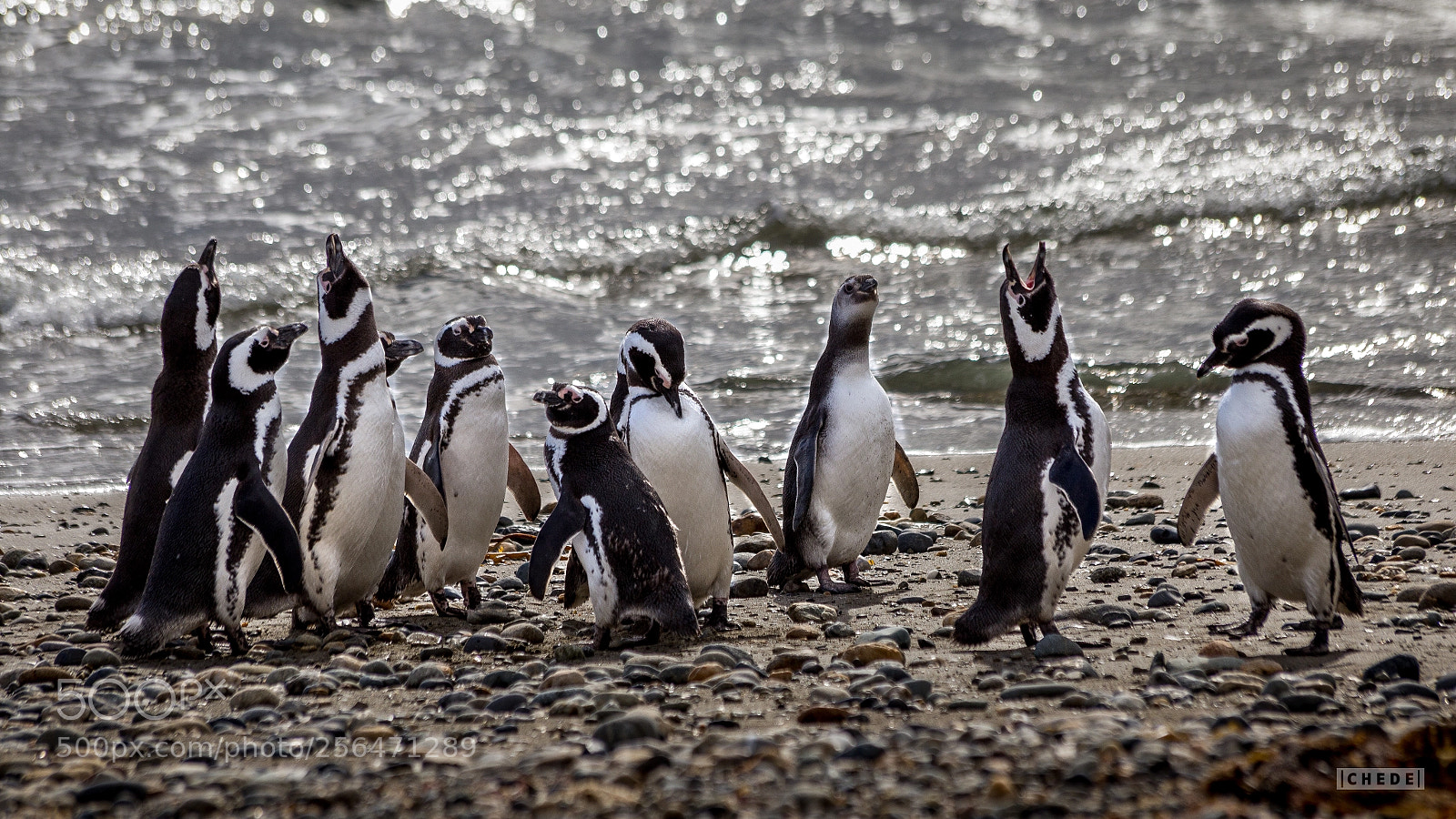 Canon EOS 6D sample photo. Magellanic penguins photography