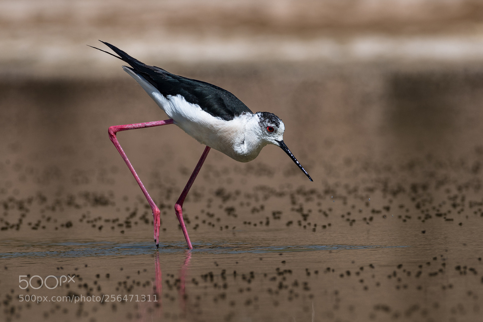 Nikon D850 sample photo. Stilt photography