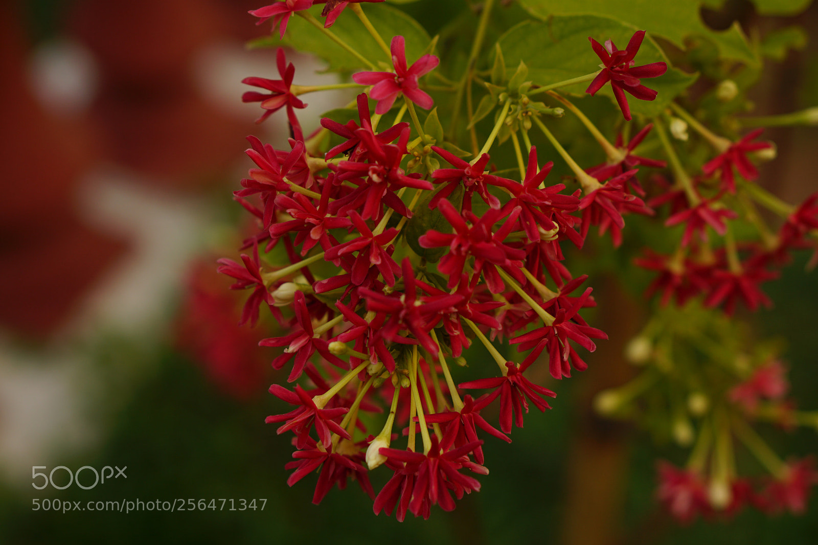 Sony a6000 sample photo. Combretum indicum photography