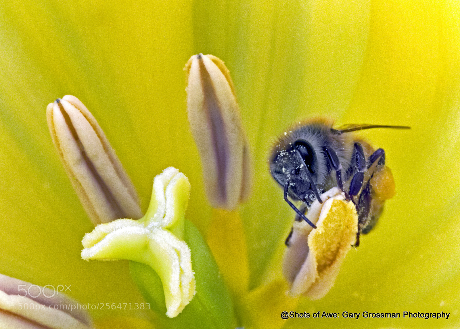 Canon EOS 7D Mark II sample photo. Tulip & honeybee photography