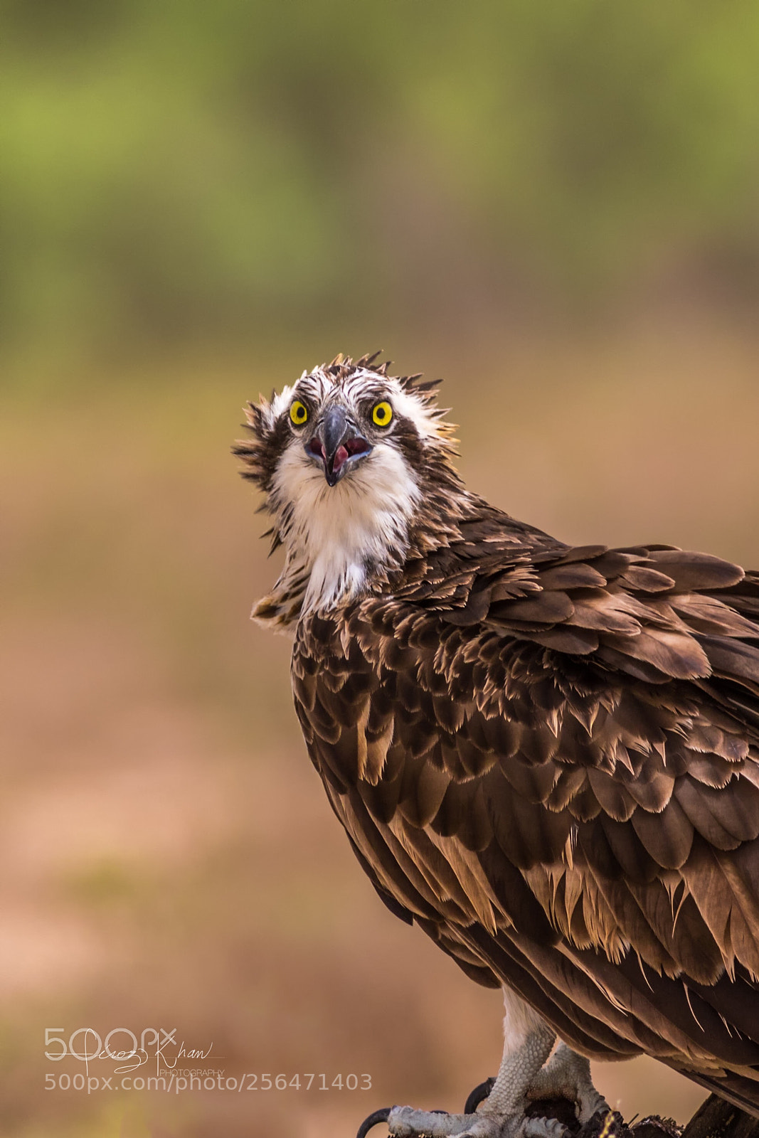 Canon EOS 7D Mark II sample photo. Eastern osprey  photography