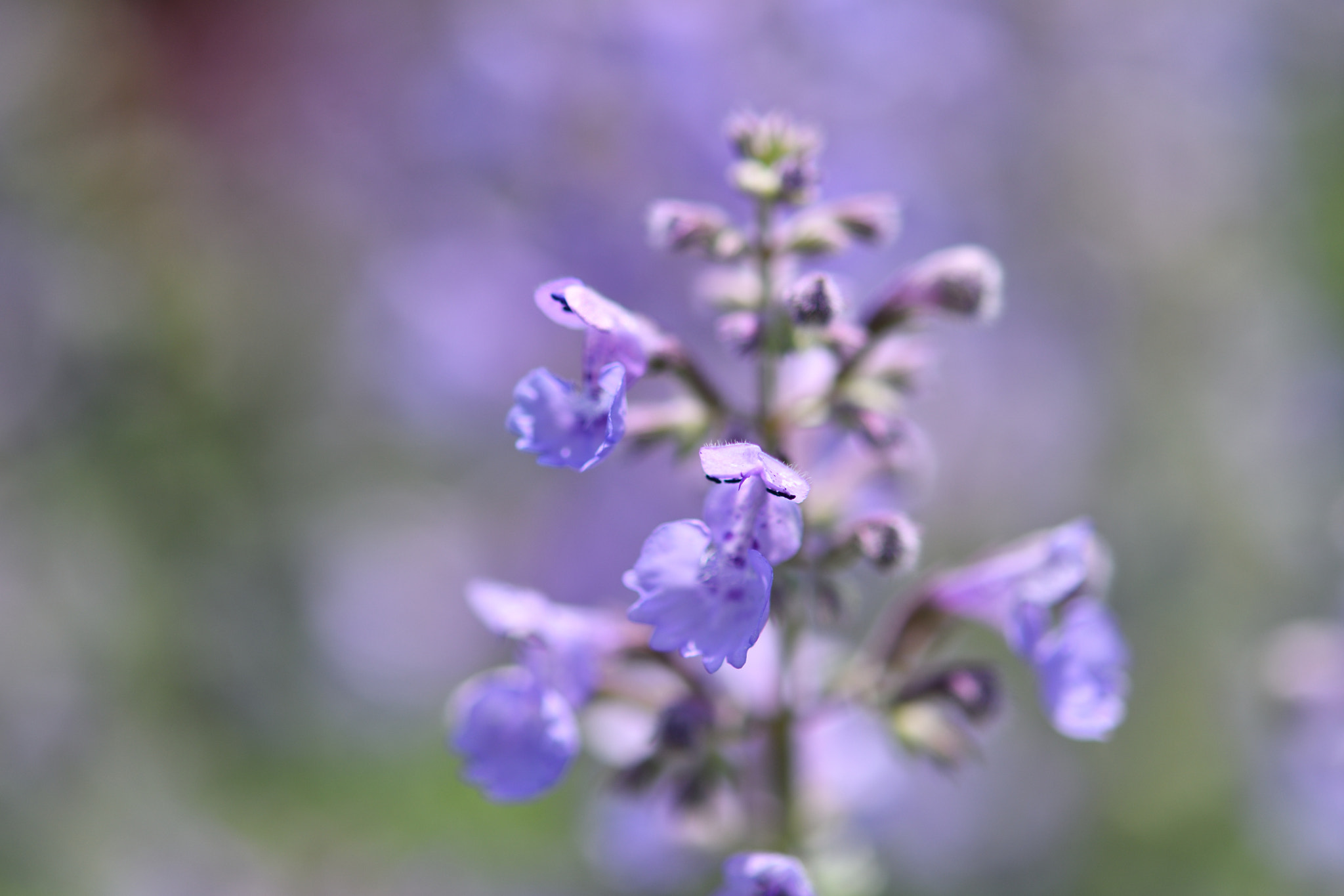 Nikon D500 + Nikon AF-S Micro-Nikkor 60mm F2.8G ED sample photo. Lavender photography