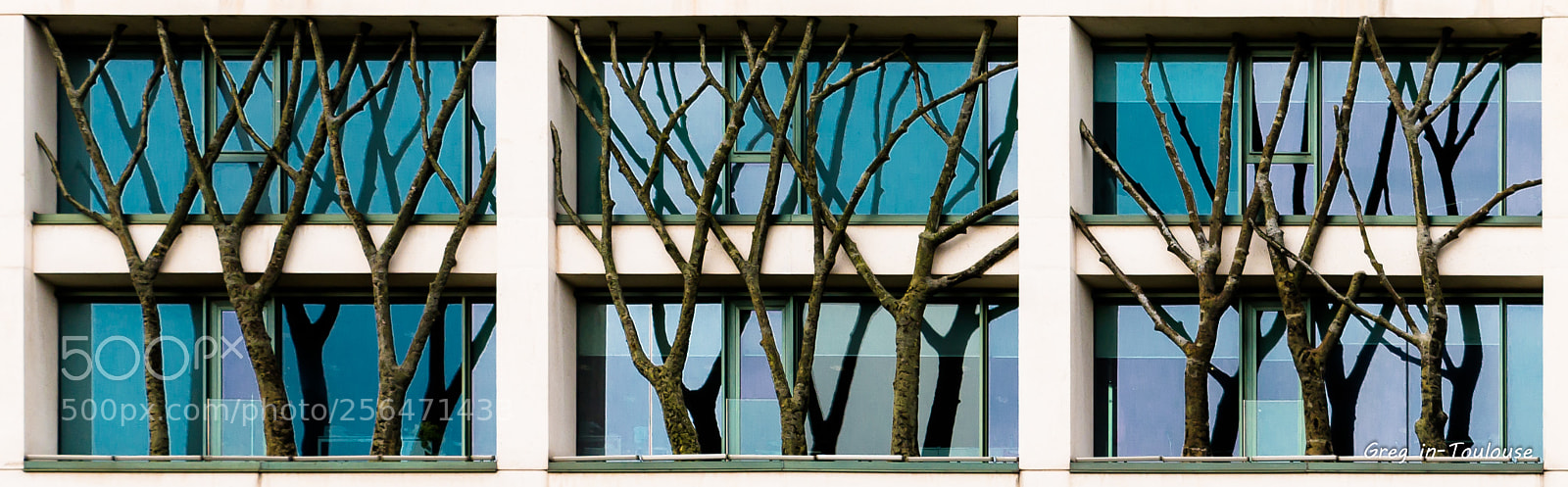 Canon EOS 70D sample photo. Les arbres s'invitent aux photography