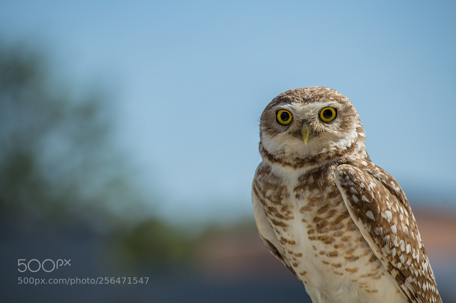 Canon EOS 700D (EOS Rebel T5i / EOS Kiss X7i) sample photo. Owl photography