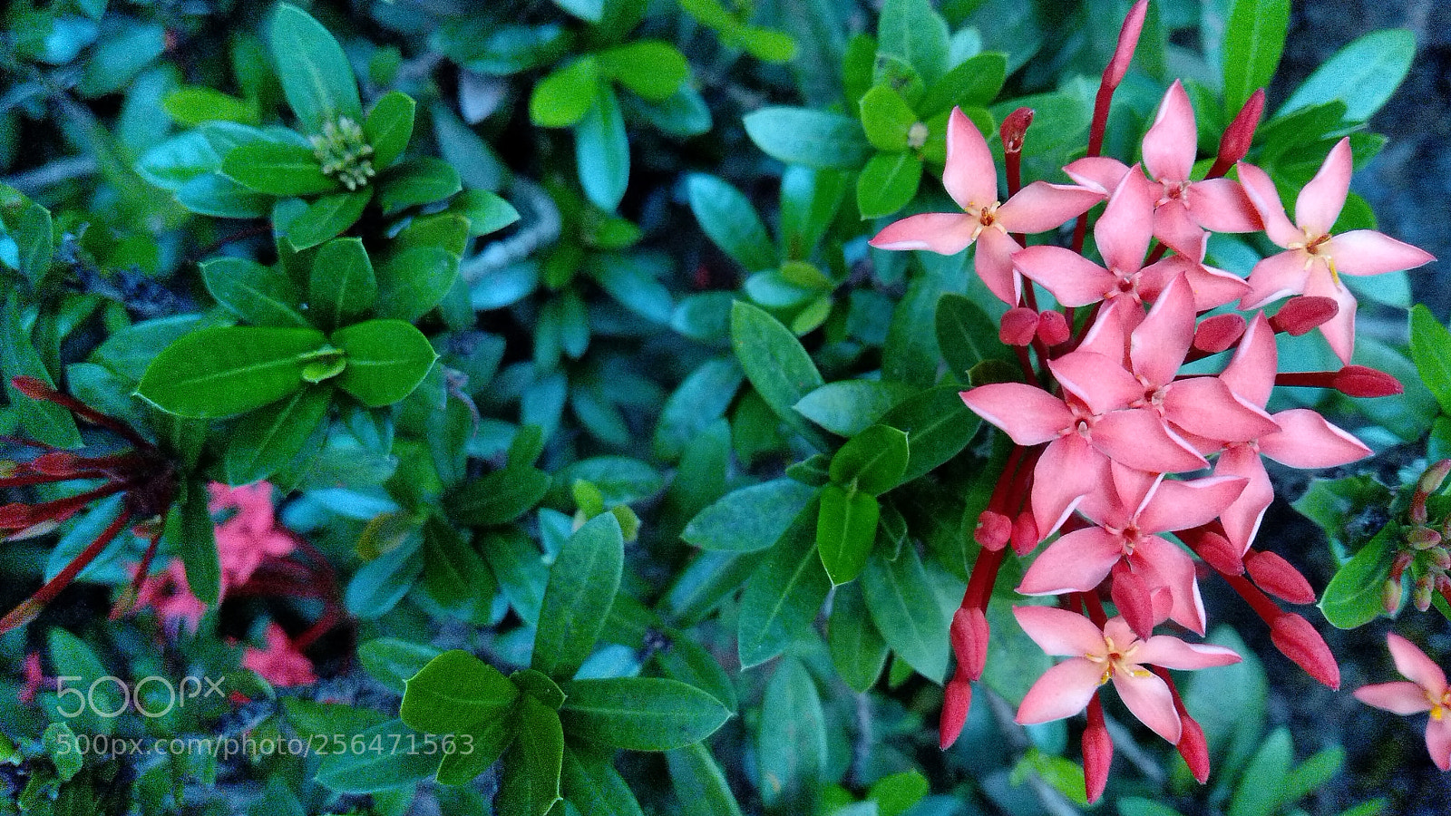 Xiaomi Redmi Note 5 sample photo. Jungle flame, ixora coccinea photography