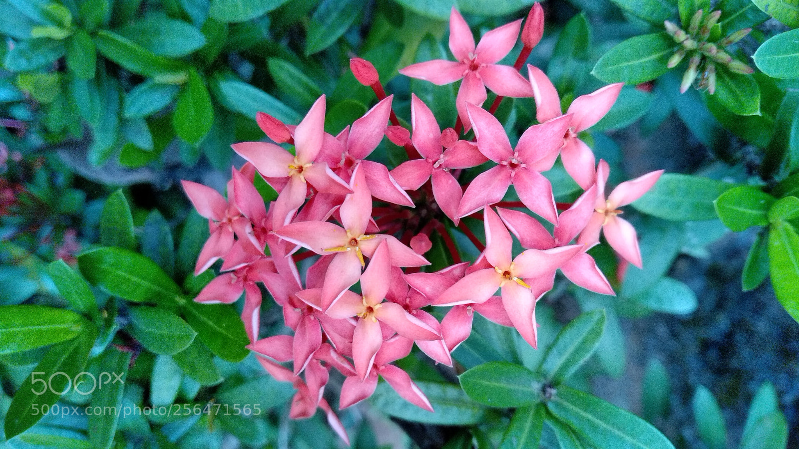 Xiaomi Redmi Note 5 sample photo. Jungle flame, ixora coccinea photography