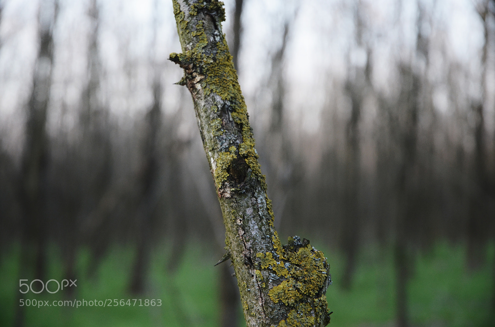 Nikon D5100 sample photo. Branch photography