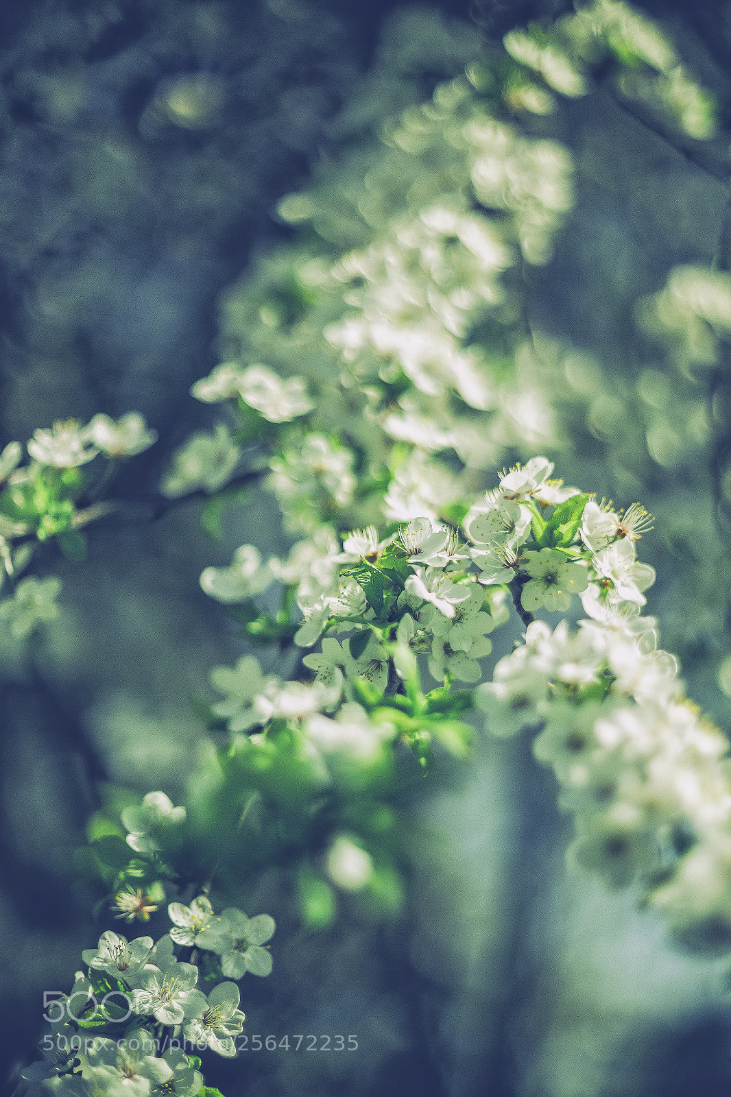 Canon EOS 6D sample photo. Plum photography