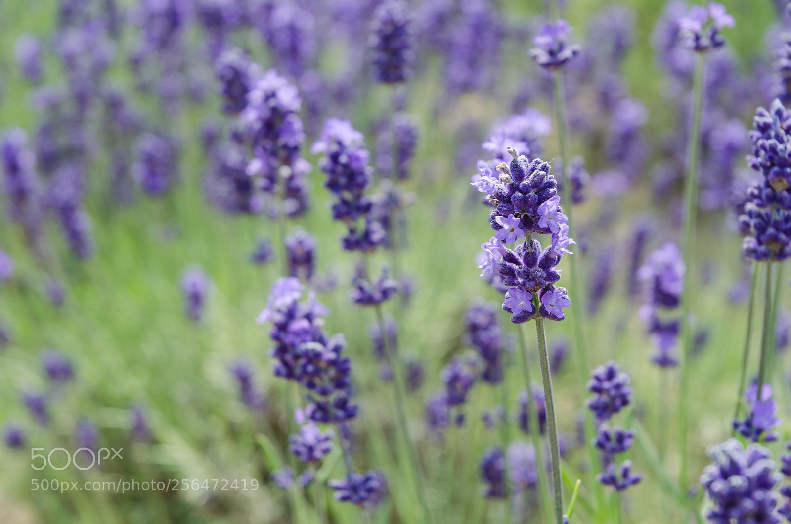 Nikon D5100 sample photo. Lavender field photography