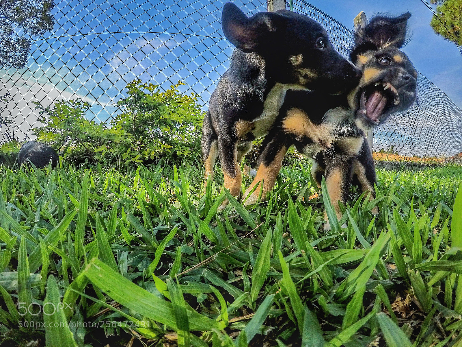 GoPro Hero5 Black sample photo. Untitled photography