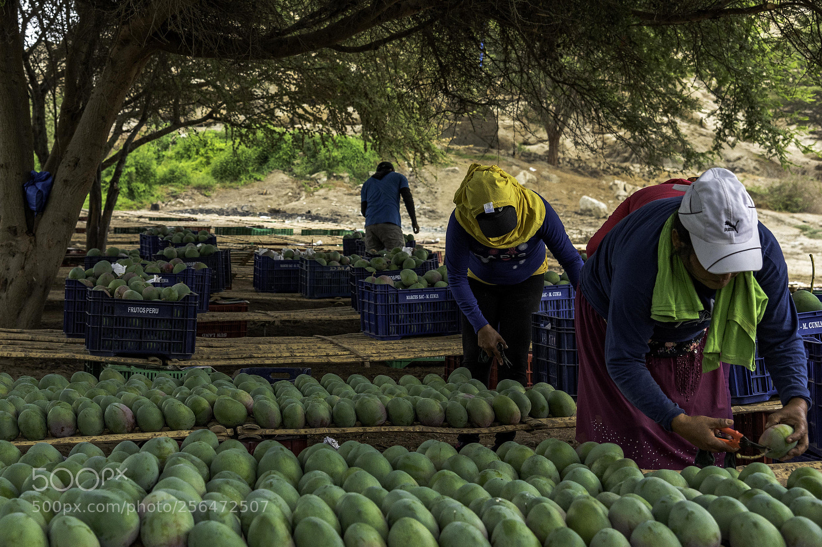 Nikon D750 sample photo. Mangoes photography