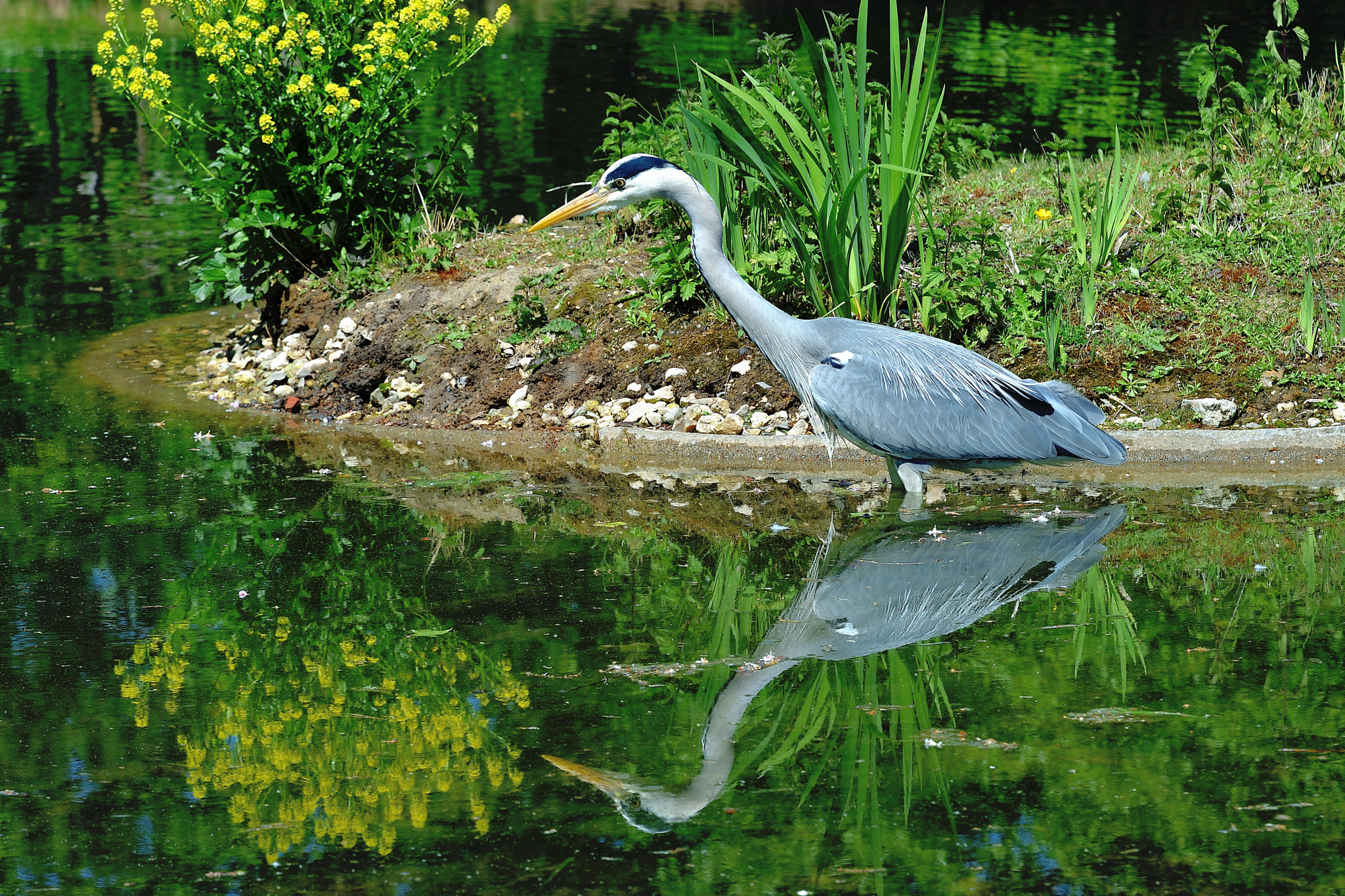 Nikon D5600 sample photo. Grey heron photography