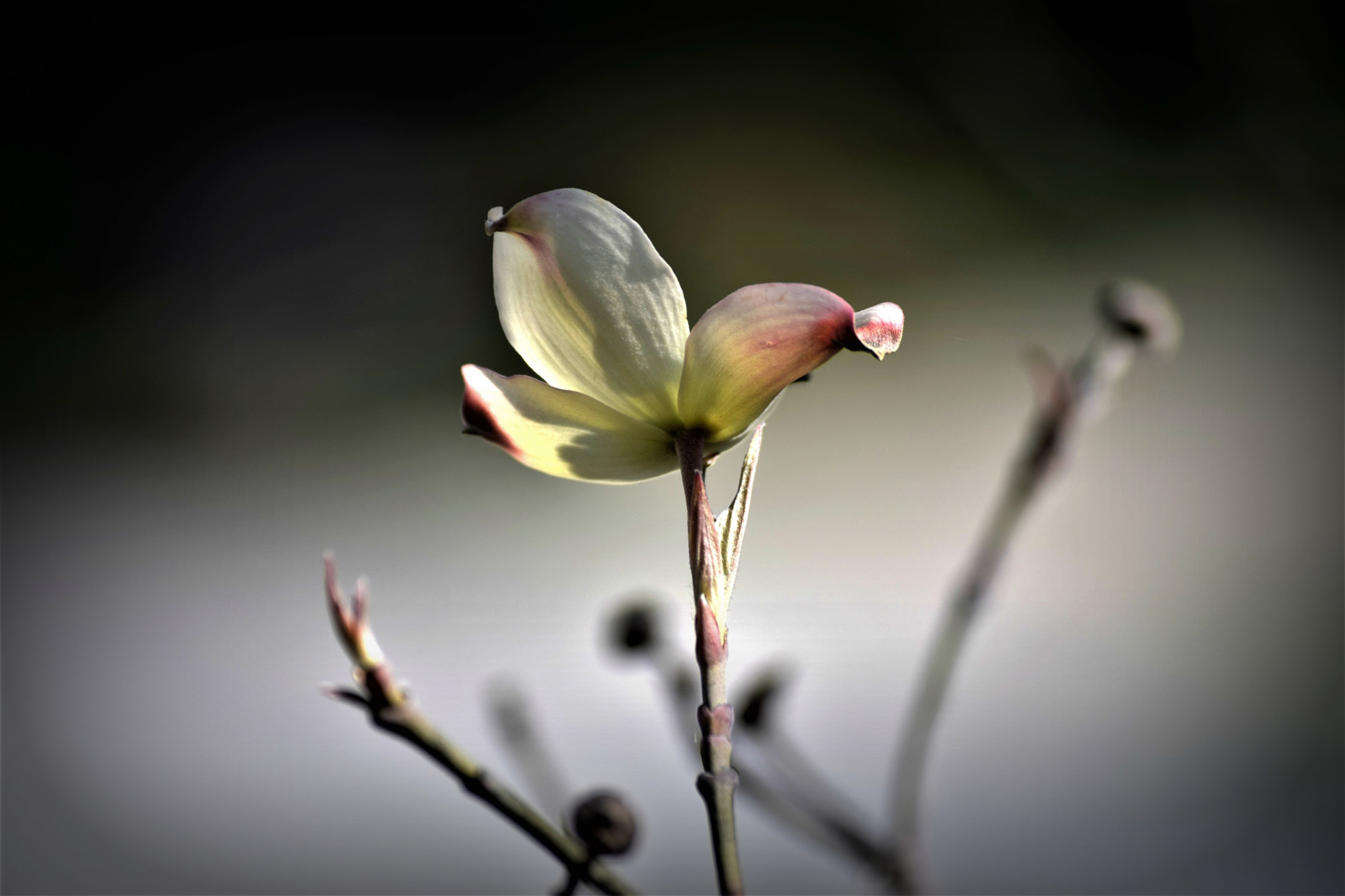 Nikon D5300 + Nikon AF-S DX Nikkor 55-200mm F4-5.6G VR sample photo. "solitary communion..." photography