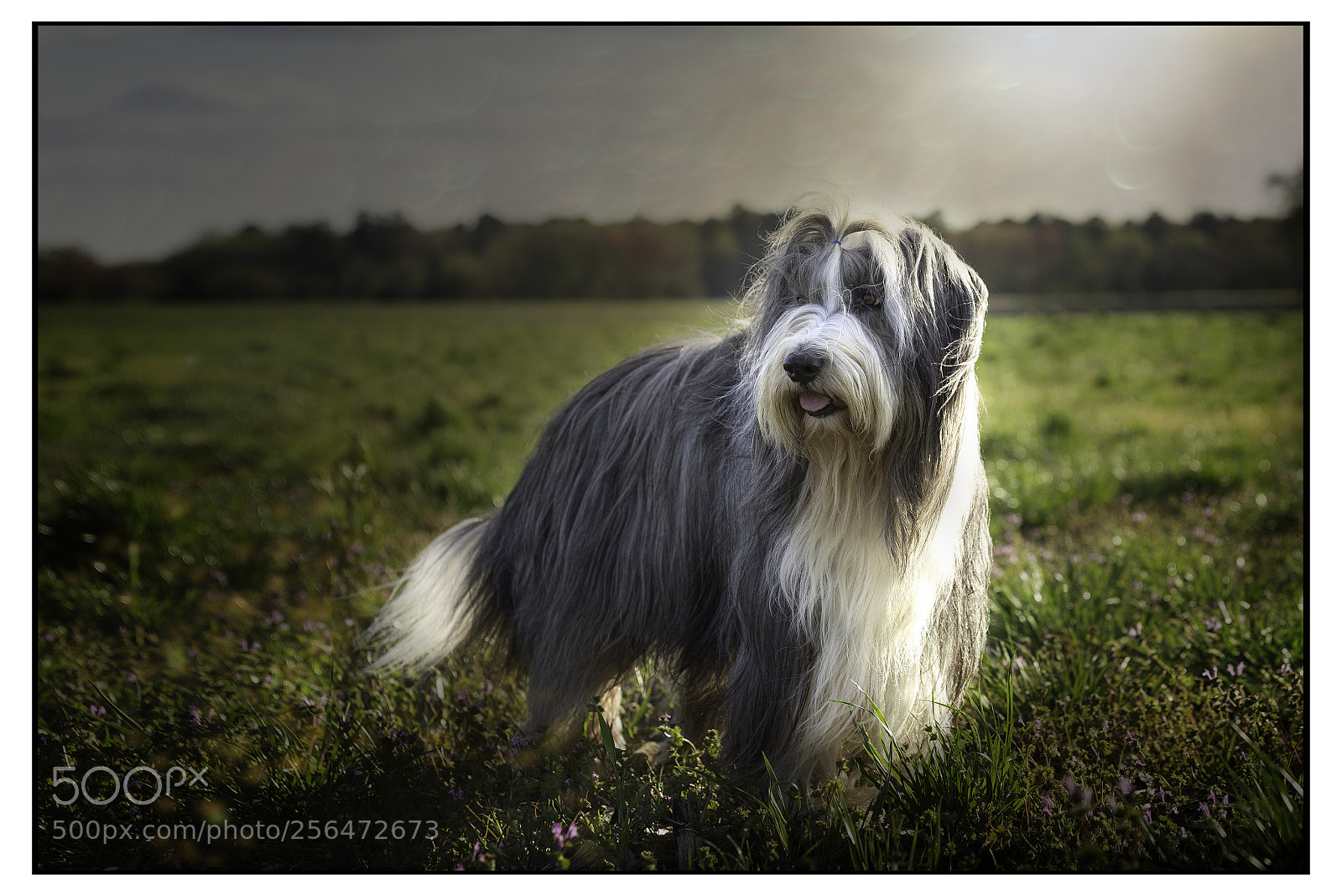 Canon EOS 6D sample photo. Field dog photography