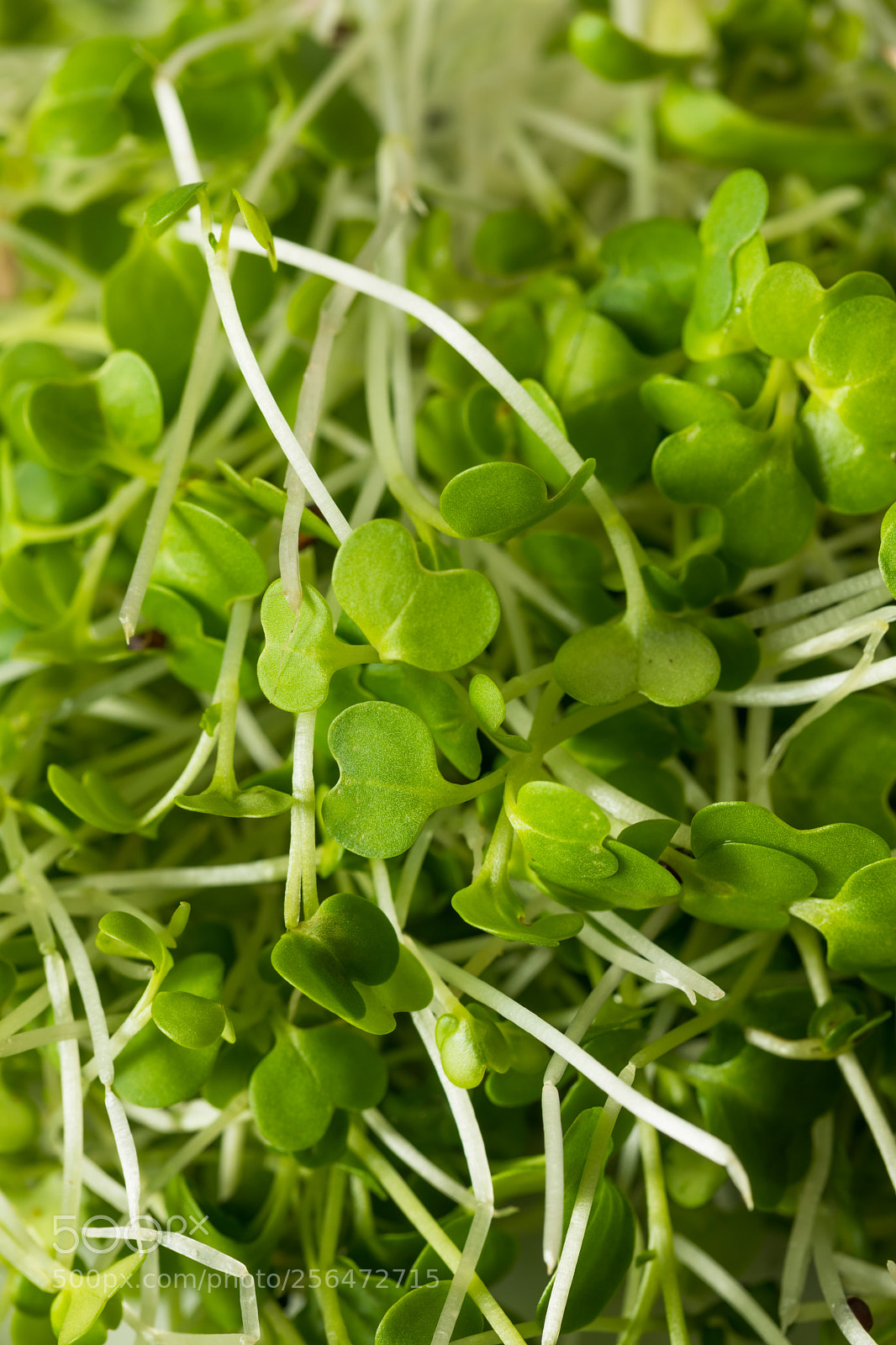 Canon EOS 5D Mark IV sample photo. Healthy raw organic microgreens photography