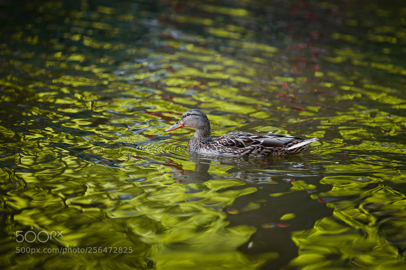 Nikon D700 sample photo. Donald duck photography