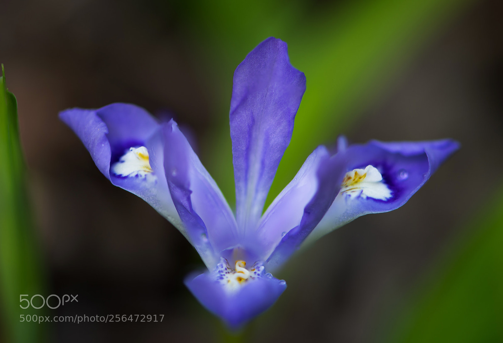 Nikon D850 sample photo. Crested dwarf iris - 2 photography