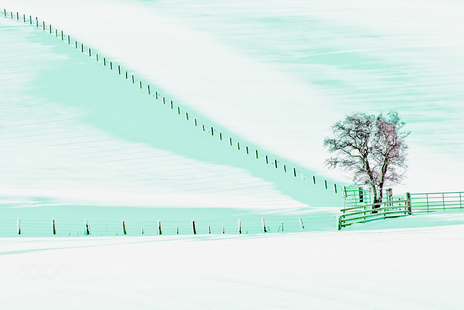 Nikon D200 sample photo. Winter tree howtel northumberland photography
