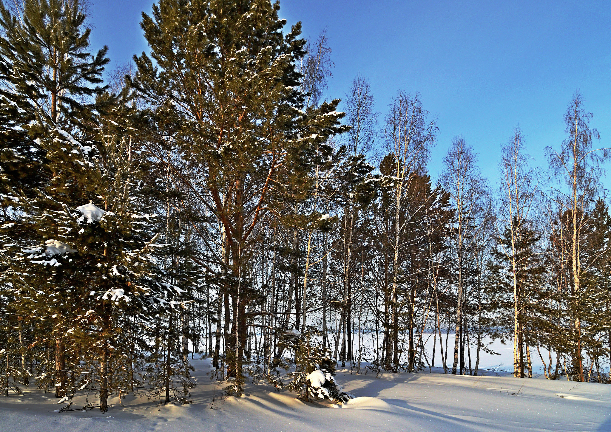 Nikon D7000 sample photo. Опушка photography