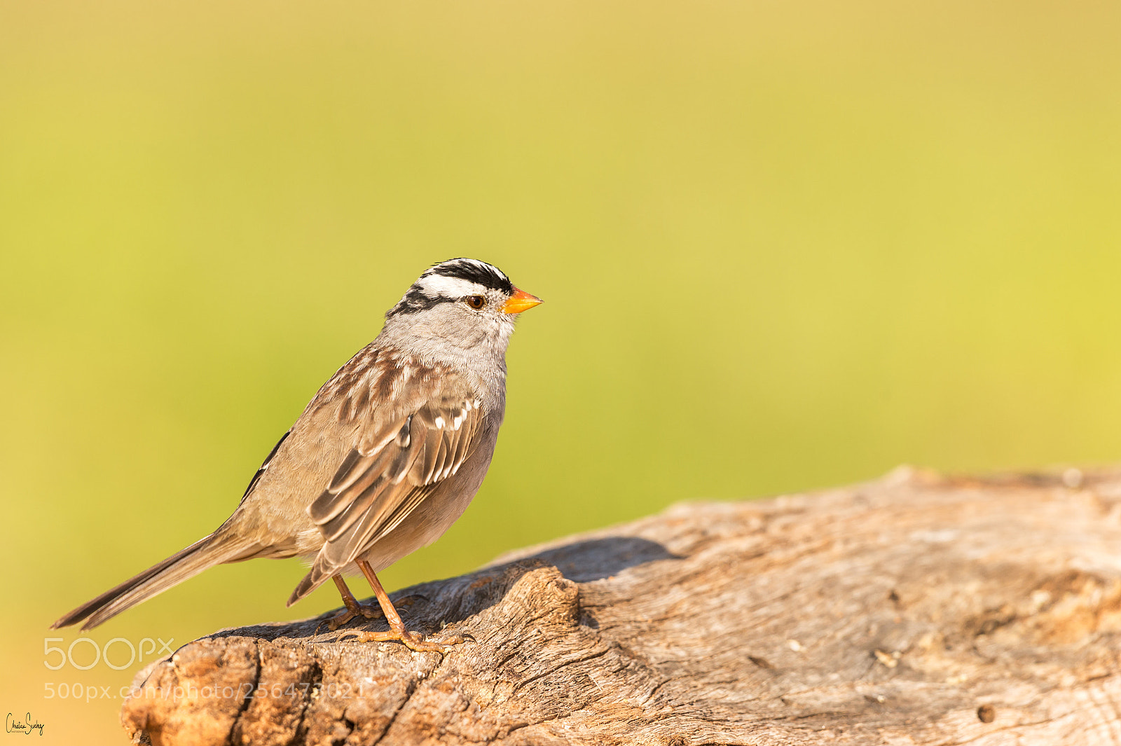 Nikon D4 sample photo. White-crowned sparrow photography