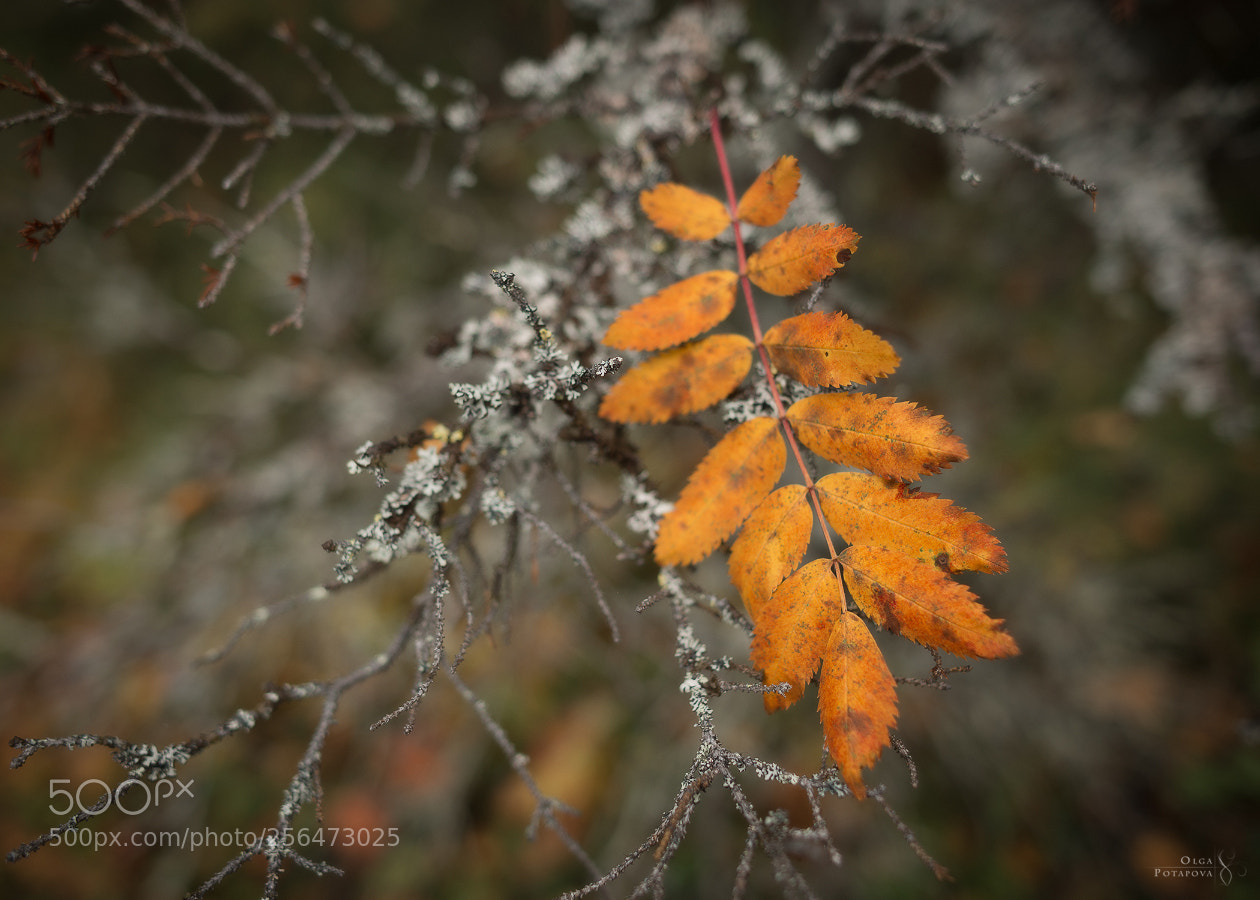 Nikon D800 sample photo. 67°n photography