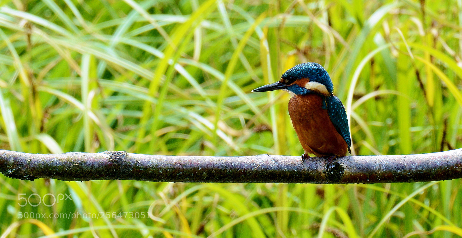 Nikon D7100 sample photo. Green, blue and orange photography
