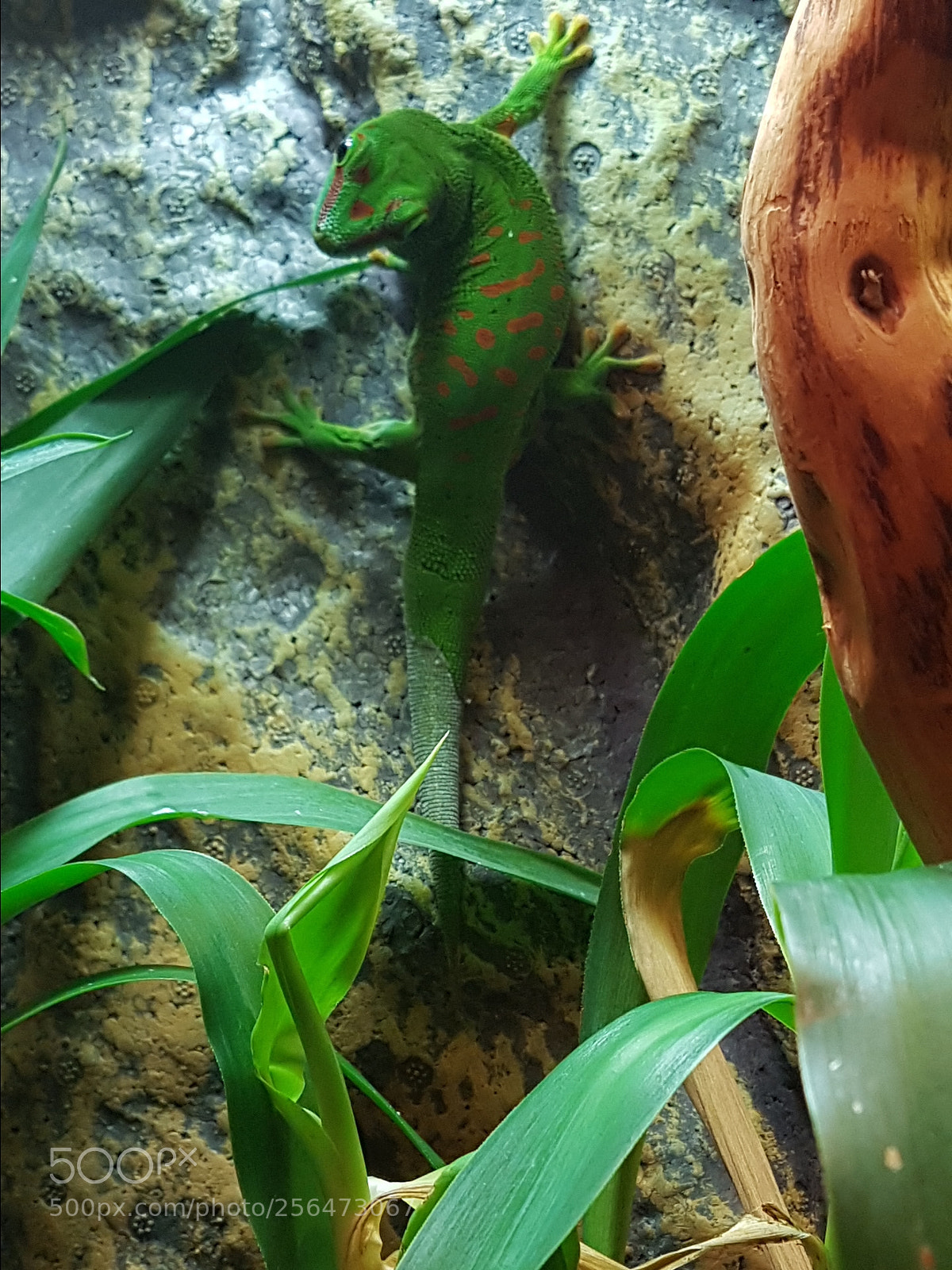 Samsung Galaxy S7 sample photo. Tiere-madagaskar-taggecko-06 photography