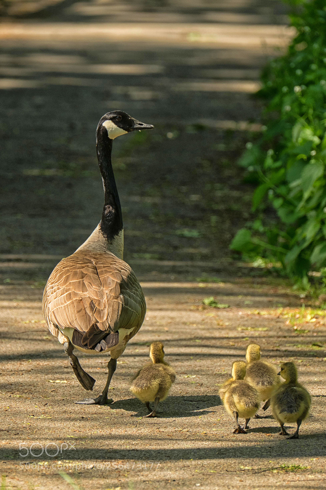 Fujifilm X-T1 sample photo. Familienausflug photography