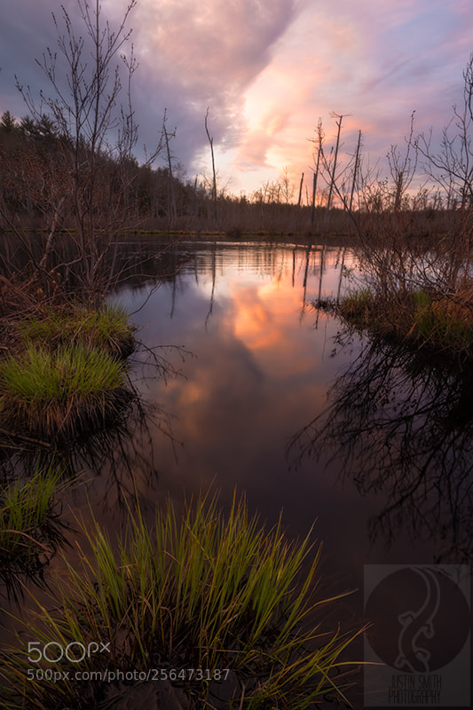 Nikon D800 sample photo. Cathedral of pines photography