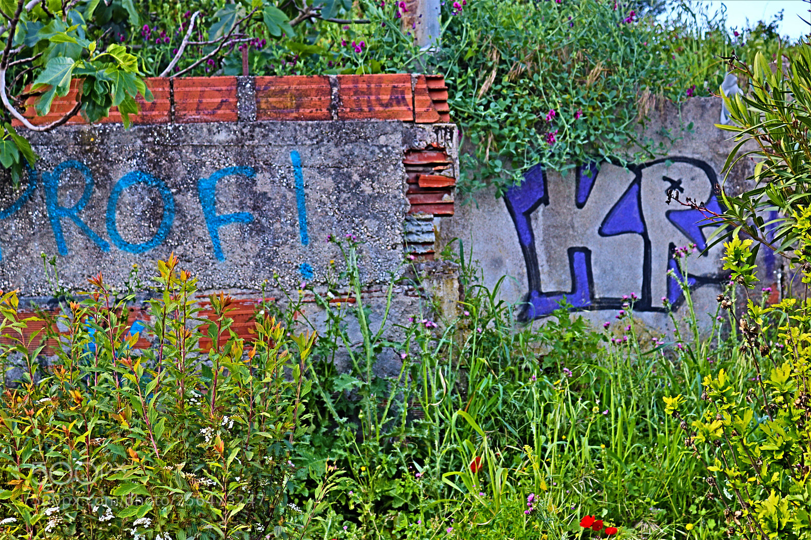 Canon EOS 200D (EOS Rebel SL2 / EOS Kiss X9) sample photo. Abandoned wall photography