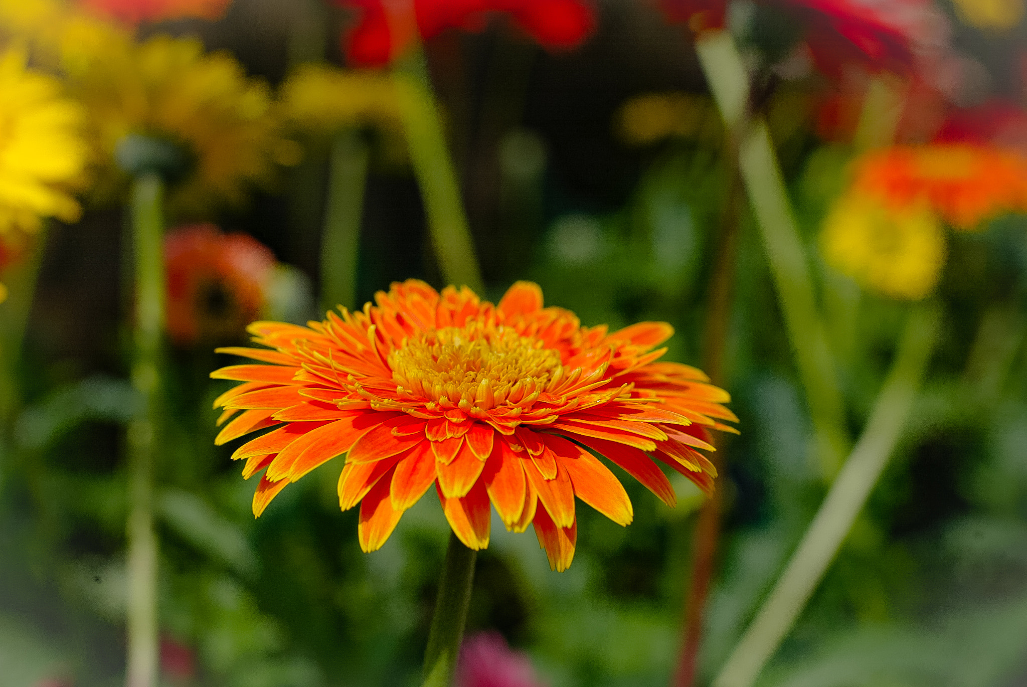 Canon EOS-1D sample photo