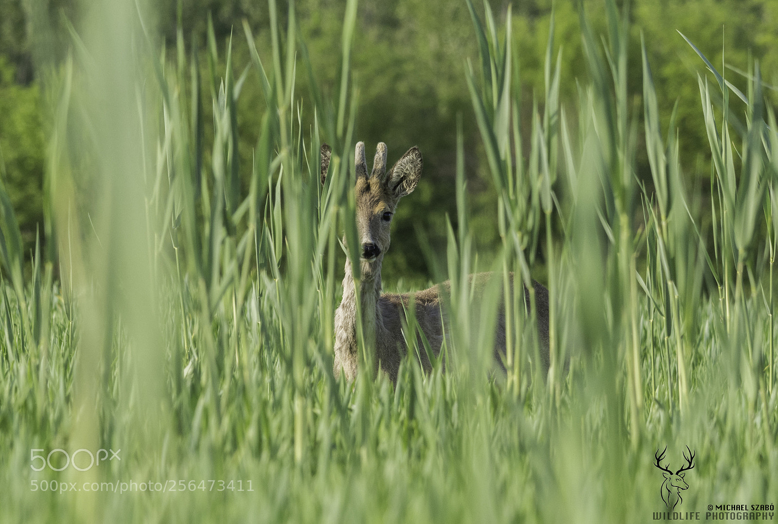 Nikon D7100 sample photo. Hello! who is there? photography