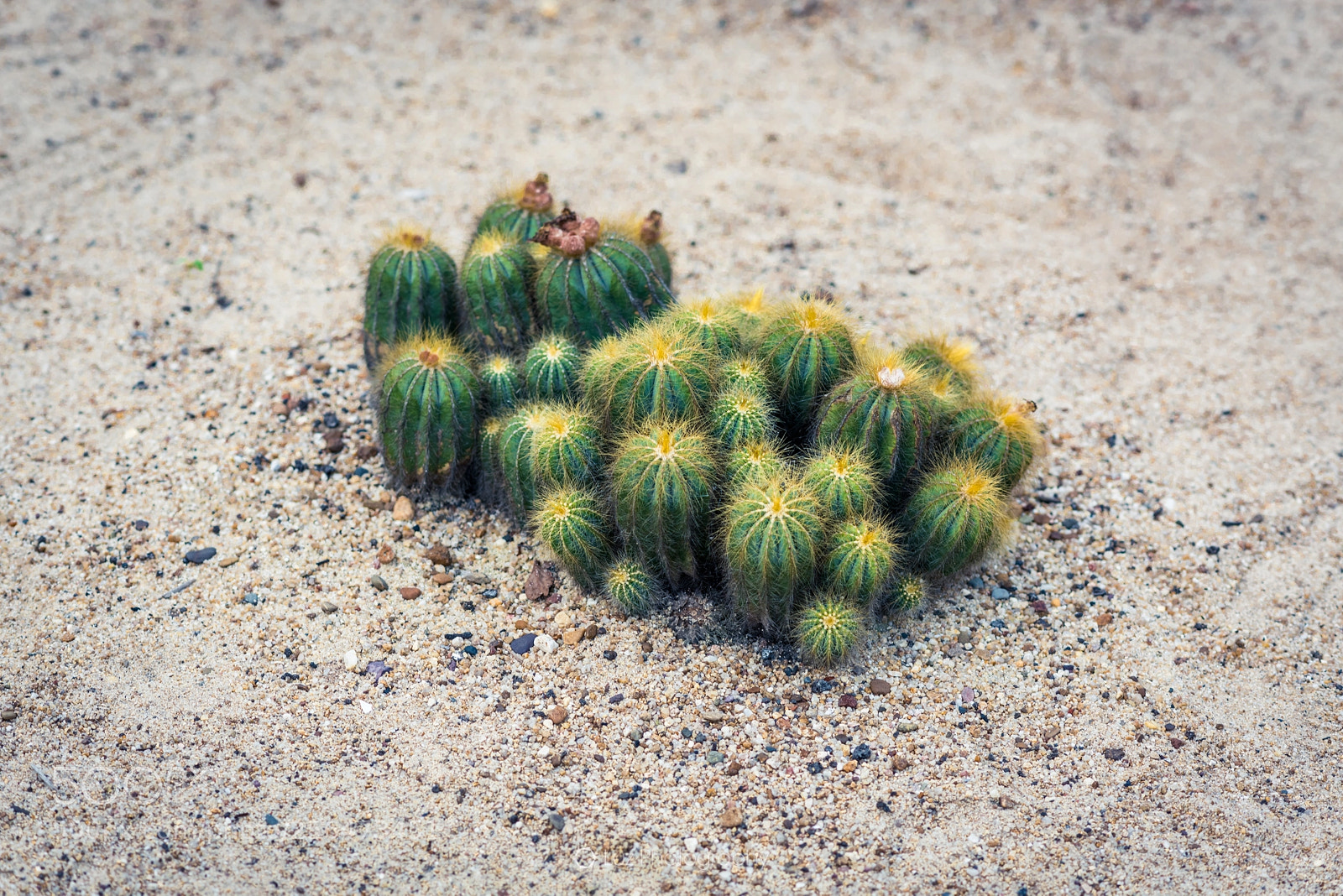 Nikon D810 sample photo. Life photography