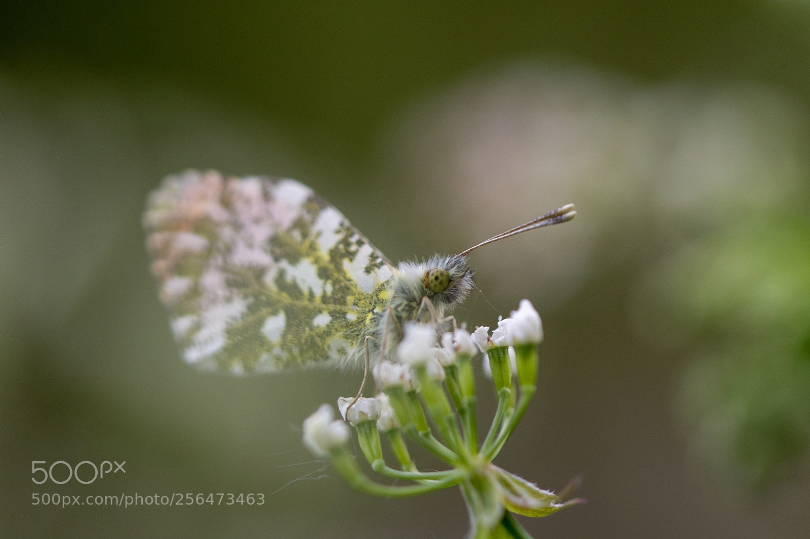 Nikon D7200 sample photo. Orange tips photography