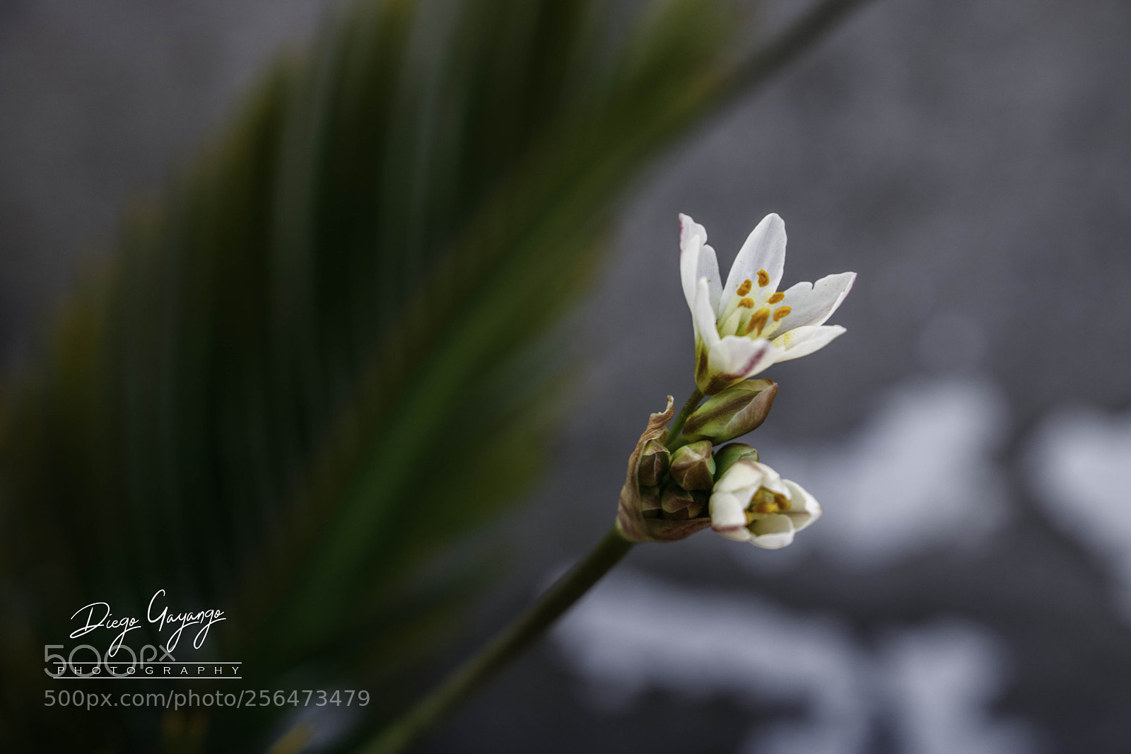 Canon EOS 750D (EOS Rebel T6i / EOS Kiss X8i) sample photo. Spring photography