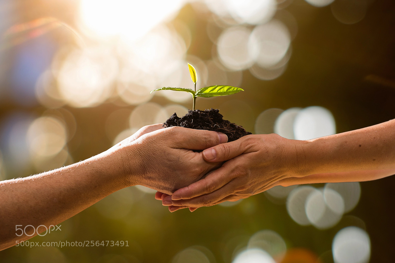 Canon EOS 6D sample photo. Couple hands holding green photography